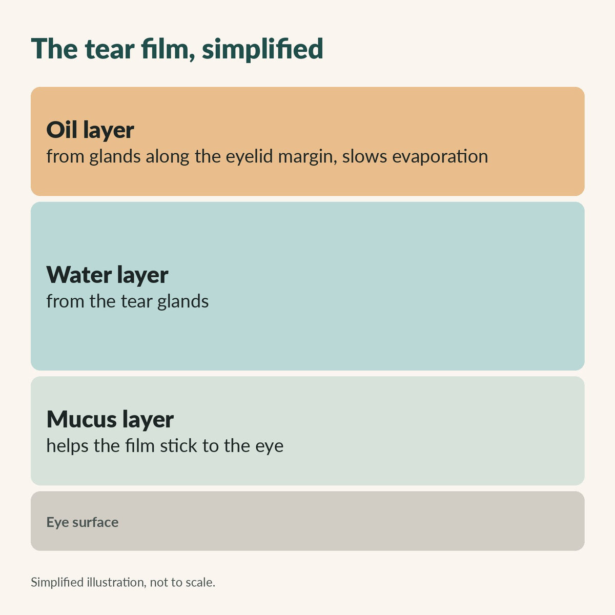The tear film, simplified: oil layer, water layer, mucus layer